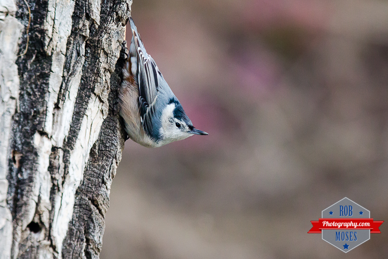 Random Bird Sitting weird on a tree wildlife nature alberta Canada - Rob Moses Photography